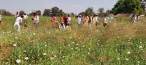 तीन एकड़ में चने की फसल की आड़ में लगी अफ़ीम की  फसल जब्त