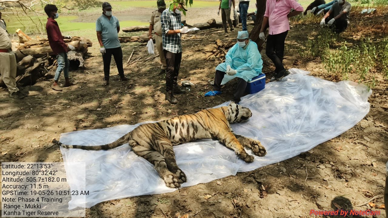 कान्हा में ‘खामोश किलर’ का हमला! डी-2-20 (महावीर) बाघ ने तोड़ा दम, 2 महीने में ८ वीं मौत