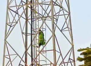 बॉयफ्रेंड से शादी की जिद को लेकर मोबाइल टॉवर पर चढ़ी युवती